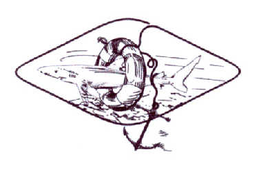鲨鱼图形10