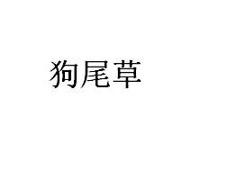 狗尾草
