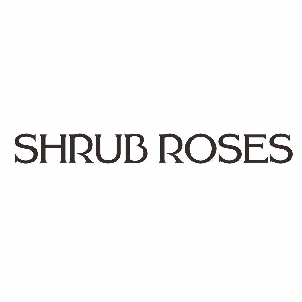 SHRUB ROSES