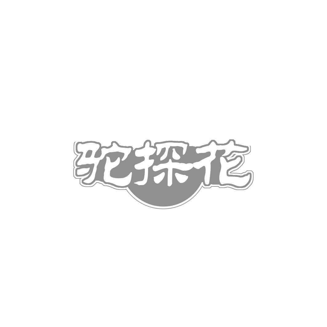 驼探花