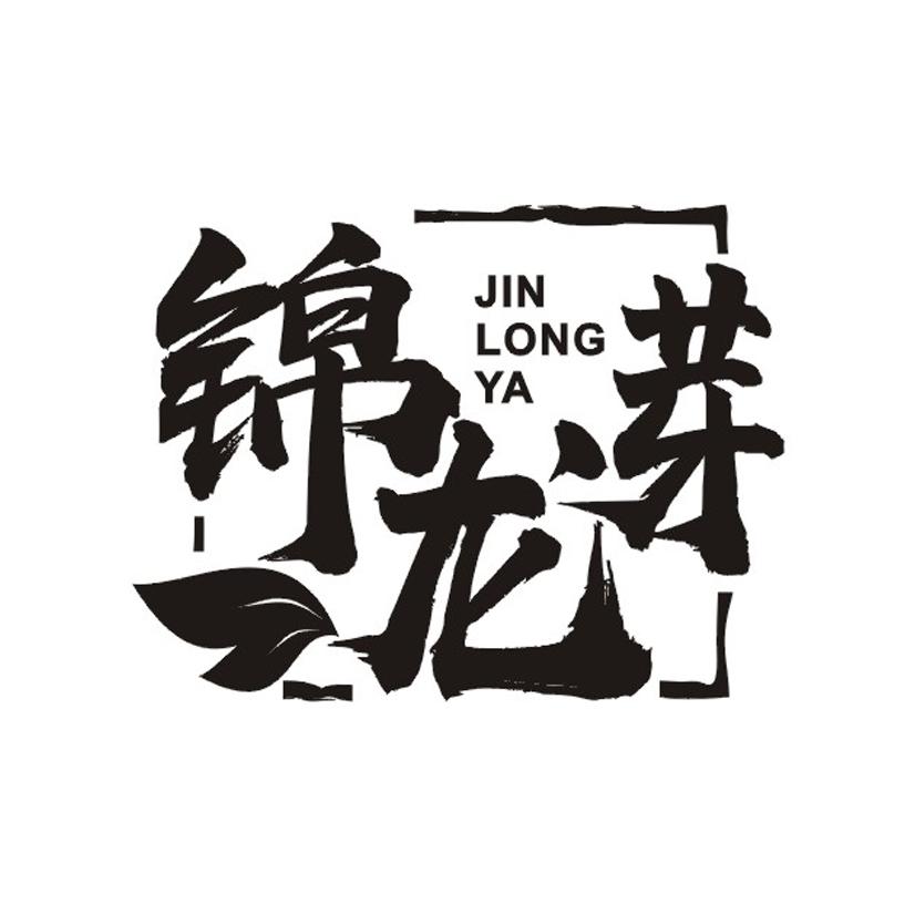 锦龙芽