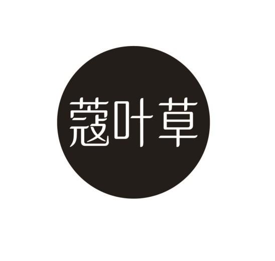 蔻叶草