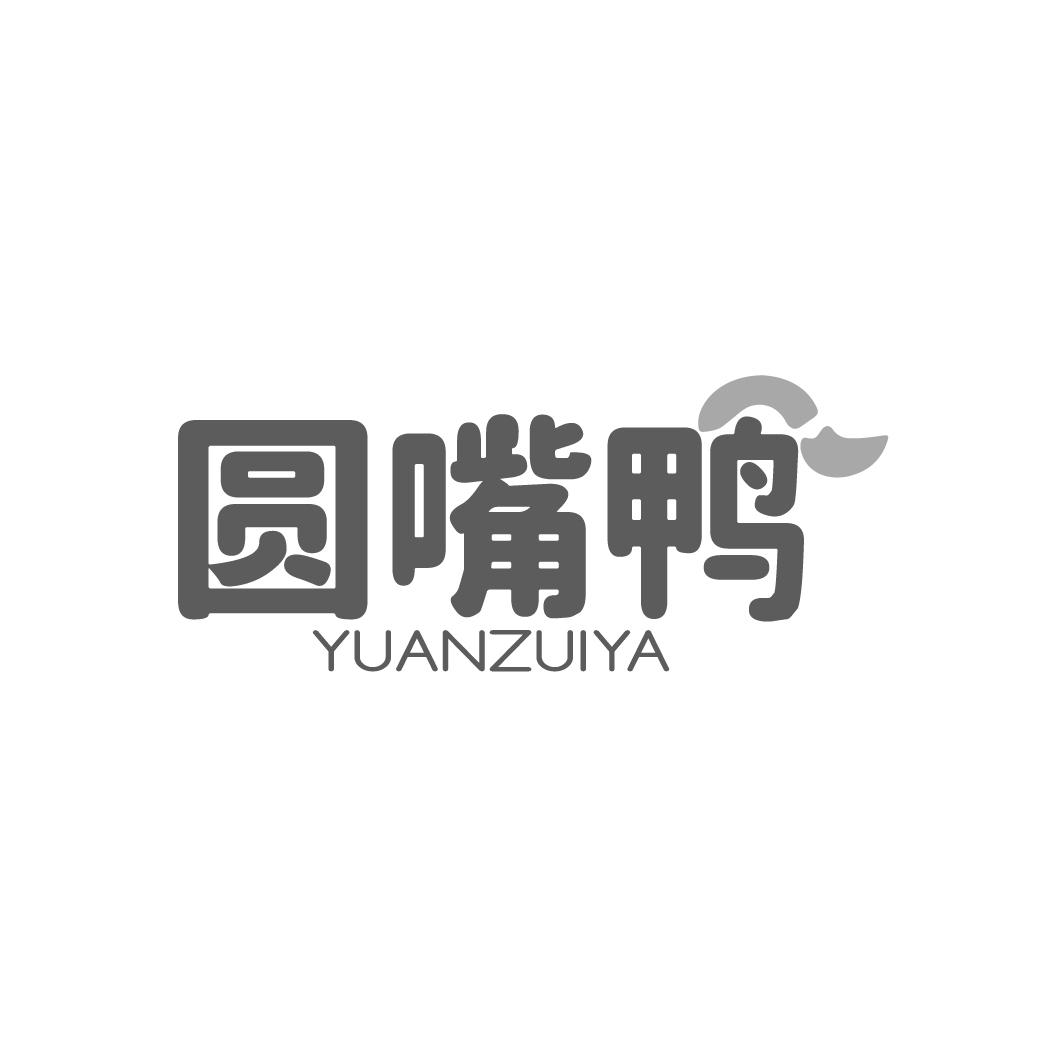 圆嘴鸭