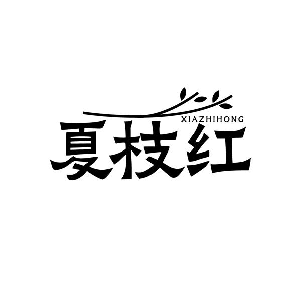 夏枝红
